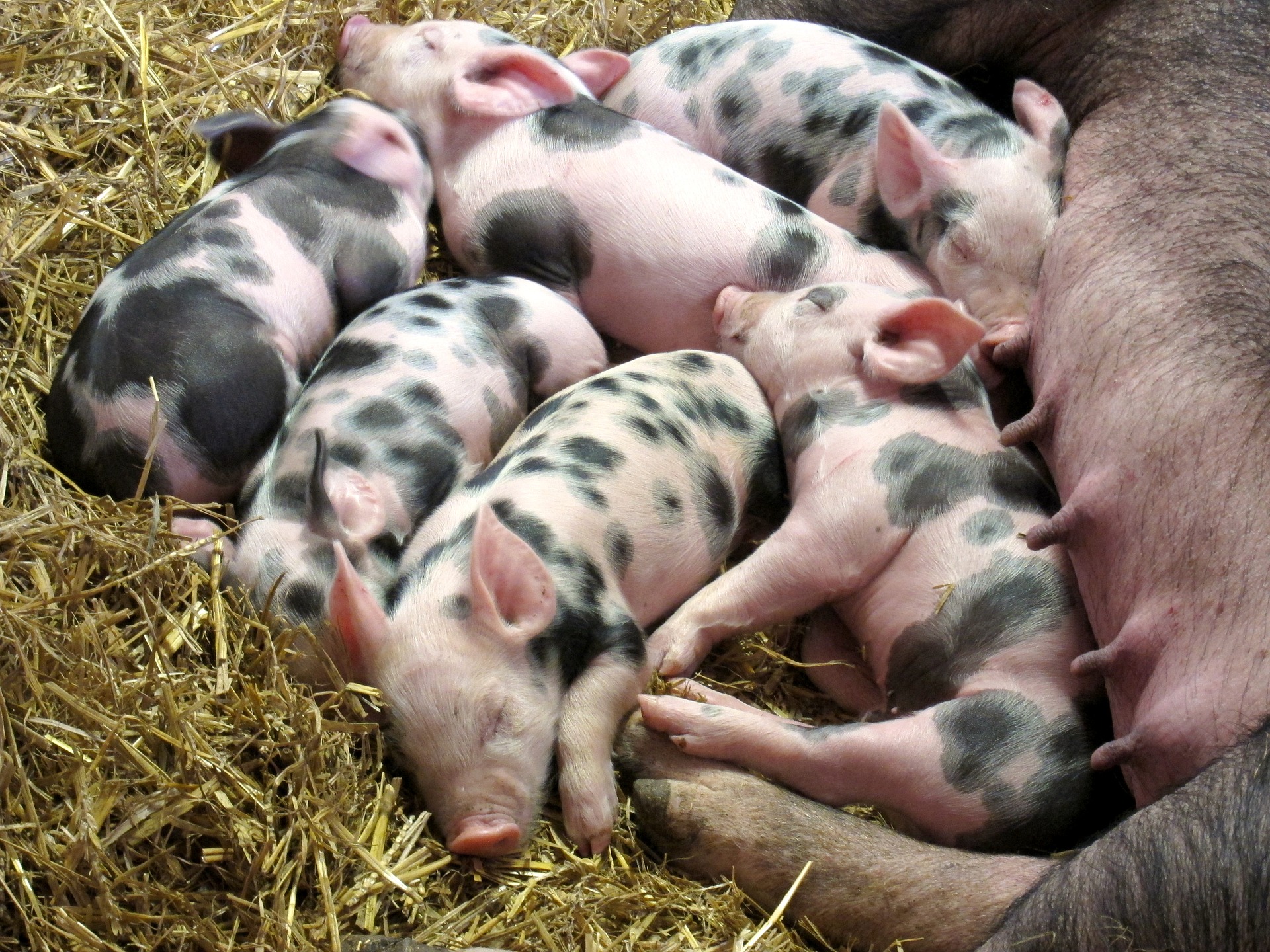 piglets-2736051_1920